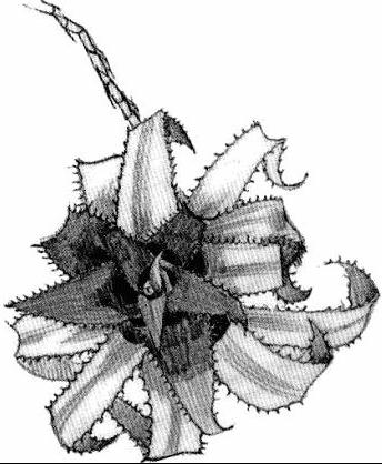 <I>Neoregelia pendula</I> hybrid